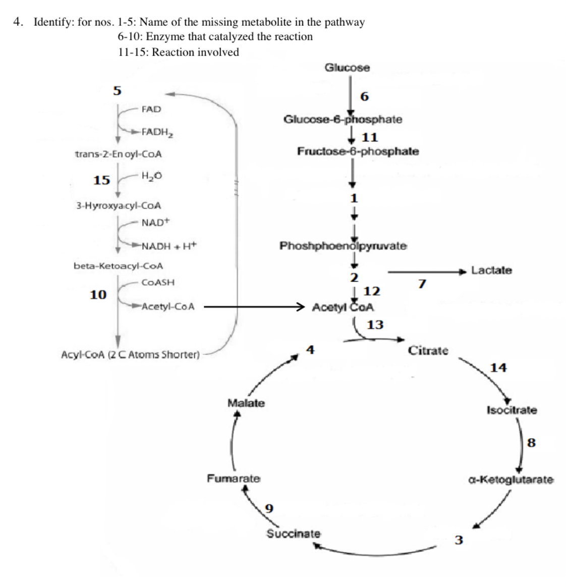 4. Identify: for nos. 1-5: Name of the missing metabolite in the pathway
6-10: Enzyme that catalyzed the reaction
11-15: Reaction involved
5
FAD
10
-FADH₂
trans-2-En oyl-CoA
15
H₂O
3-Hyroxya cyl-CoA
NAD+
NADH+H+
beta-Ketoacyl-CoA
COASH
Acetyl-CoA
Acyl-CoA (2 C Atoms Shorter)
Malate
Fumarate
Glucose
6
Glucose-6-phosphate
11
Fructose-6-phosphate
Phoshphoenolpyruvate
Succinate
12
Acetyl ČOA
13
7
Citrate
3
Lactate
14
Isocitrate
8
a-ketoglutarate