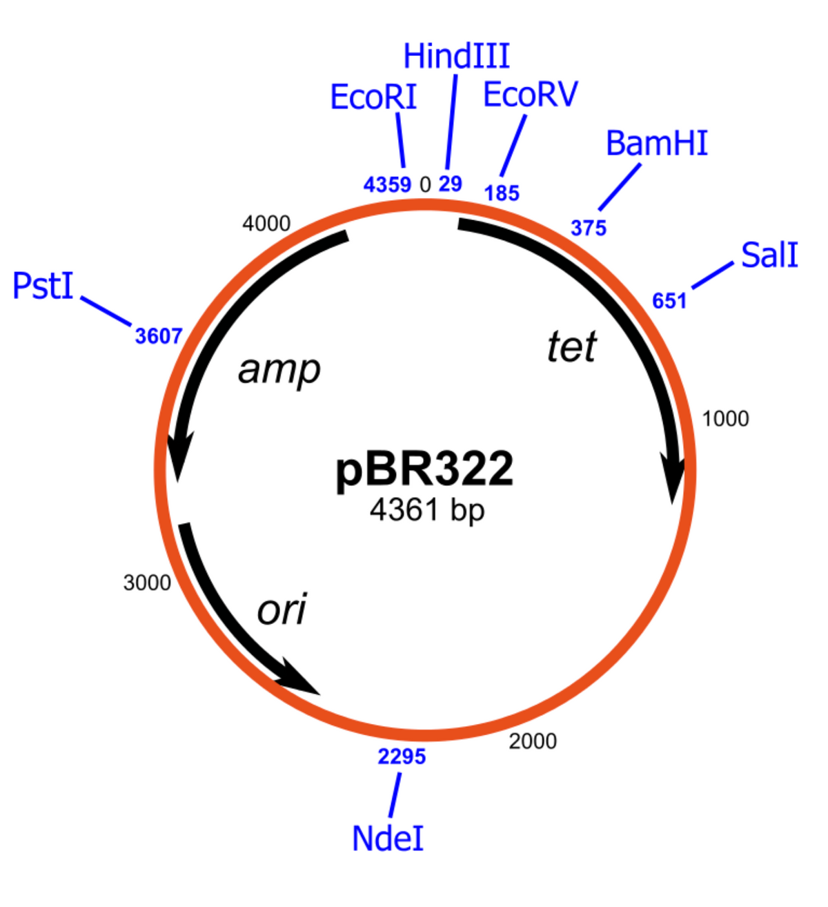 PstI
3607
3000
4000
amp
ori
HindIII
177
185
EcoRI
4359 0 29
EcoRV
pBR322
4361 bp
2295
1
NdeI
2000
BamHI
/
tet
375
651
SalI
1000