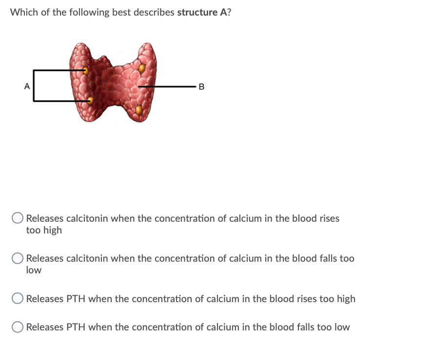 Which of the following best describes structure A?
A
B
OReleases calcitonin when the concentration of calcium in the blood rises
too high
OReleases calcitonin when the concentration of calcium in the blood falls too
low
Releases PTH when the concentration of calcium in the blood rises too high
Releases PTH when the concentration of calcium in the blood falls too low
