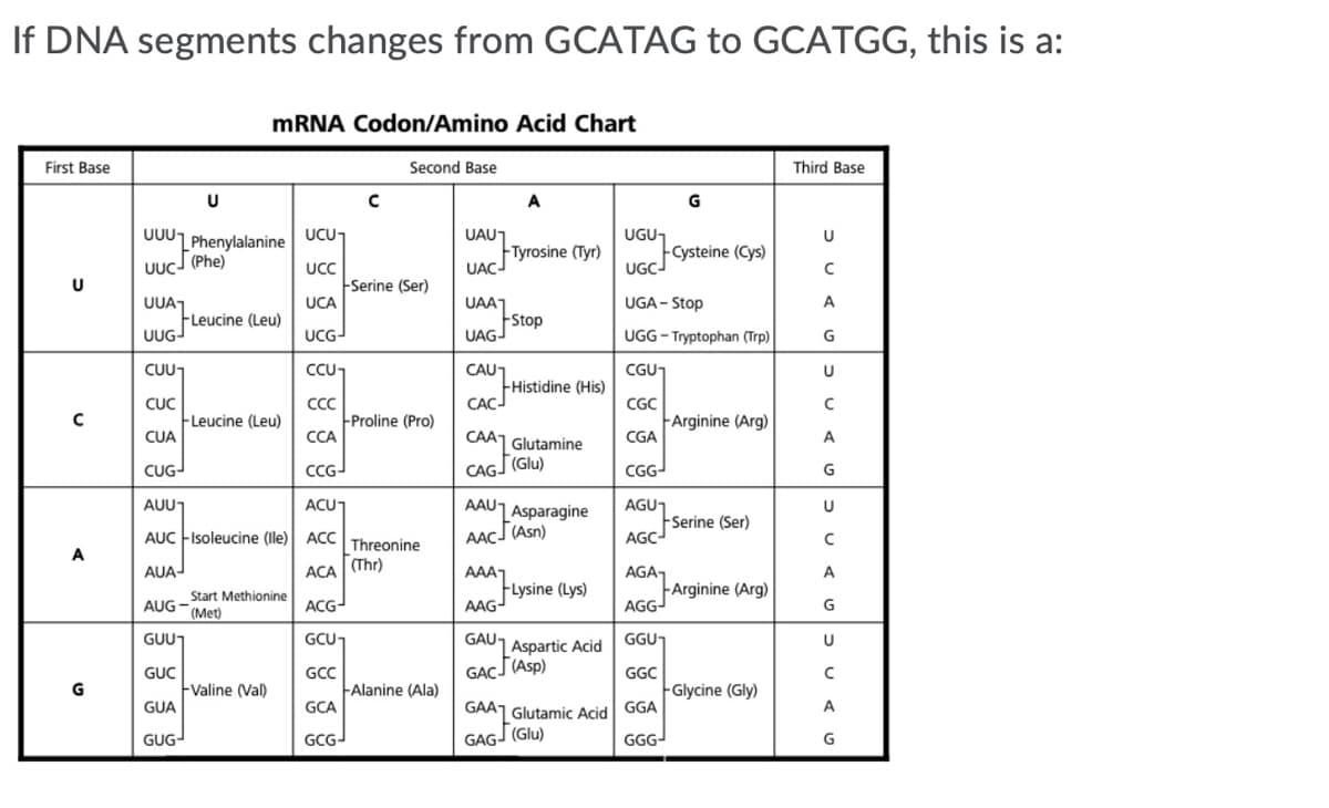 If DNA segments changes from GCATAG to GCATGG, this is a:
MRNA Codon/Amino Acid Chart
First Base
Second Base
Third Base
A
G
UUU1 Phenylalanine
UCUT
UAUT
FTyrosine (Tyr)
UAC
UGU,
U
FCysteine (Cys)
UGCJ
UUCJ (Phe)
UCC
Serine (Ser)
UCA
U
UGA - Stop
A
UUA1
FLeucine (Leu)
UUG-
UAA1
FStop
UAGJ
UCG-
UGG - Tryptophan (Trp)
G
CUU
CAU1
CCU1
CGUT
Histidine (His)
CAC-
CUC
CCC
Proline (Pro)
CCA
CGC
FLeucine (Leu)
CUA
FArginine (Arg)
CGA
CAA1 Glutamine
A
CAGJ (Glu)
CGG-
CUG-
CCG-
ACU
AAUJ Asparagine
AUUT
AGUT
FSerine (Ser)
AGC-
U
AUC FIsoleucine (lle) ACC
AACJ(Asn)
Threonine
A
AUA-
(Thr)
AAA1
FLysine (Lys)
AAG-
АСА
AGA,
FArginine (Arg)
AGG-
A
Start Methionine
AUG- (Met)
ACG-
G
GUU
GCU,
GAU1 Aspartic Acid
GGU
U
GAÇJ(Asp)
GUC
Fvaline (Val)
GUA
GCC
GGC
G
Alanine (Ala)
GCA
Glycine (Gly)
A
GAAJ Glutamic Acid GGA
GAG- (Glu)
GUG-
GCG-
GGG-
G
