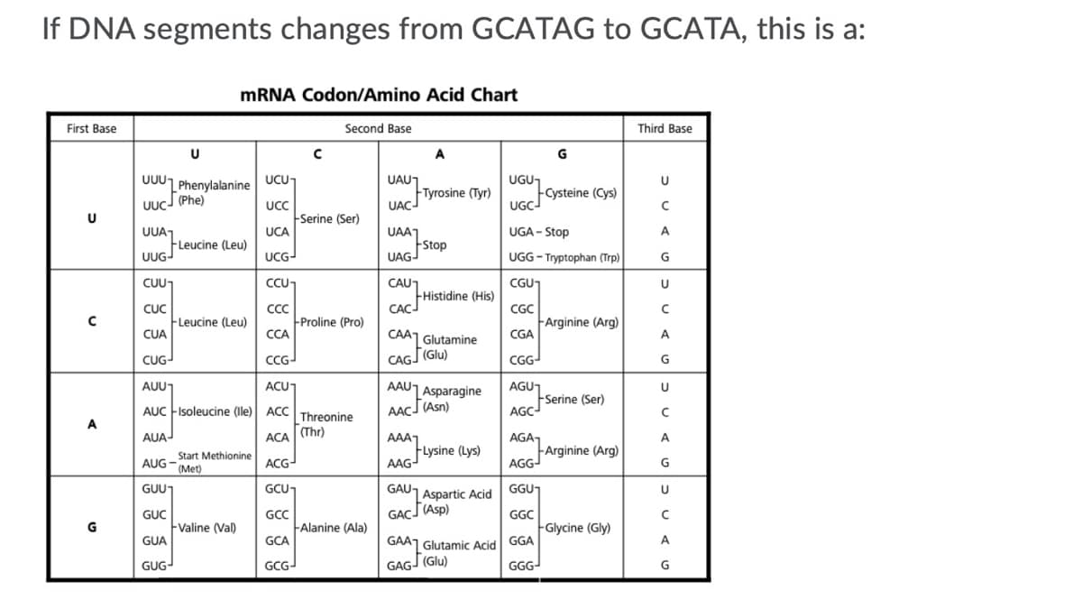 If DNA segments changes from GCATAG to GCATA, this is a:
MRNA Codon/Amino Acid Chart
First Base
Second Base
Third Base
U
A
G
0001 Phenylalanine UCU
UAU1
Tyrosine (Tyr)
UAC
UGUT
FCcysteine (Cys)
UGCJ
U
UUCJ (Phe)
UCC
Serine (Ser)
UCA
U
UUA1
UAAT
UGA - Stop
A
FLeucine (Leu)
UUG-
FStop
UAG-
UCG-
UGG - Tryptophan (Trp)
G
CU-
CCU
CGUT
CAU1
Histidine (His)
CAC
U
CUC
FLeucine (Leu)
CUA
CC
Proline (Pro)
CCA
CGC
FArginine (Arg)
CGA
CAA1 Glutamine
A
CAGI (Glu)
CGG-
CUG-
CCG-
G
AUU
AAU1 Asparagine
ACU1
AGUT
FSerine (Ser)
AGC-
AUC FIsoleucine (le) ACC Threonir
AACJ (Asn)
A
AUA-
ACA
(Thr)
AAA1
FLysine (Lys)
AAG-
AGA,
FArginine (Arg)
AGG-
A
Start Methionine
(Met)
ACG-
AUG -
GUU-
GCU
GAU-
GGU
| Aspartic Acid
GAÇJ(Asp)
U
GỤC
Valine (Val)
GUA
GCC
FAlanine (Ala)
GGC
Glycine (Gly)
GGA
G
GAA1 Glutamic Acid
A
GCA
GCG-
GAGJ (Glu)
GGG-
GUG-
G
