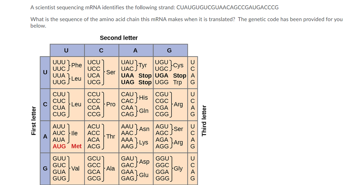 A scientist sequencing mRNA identifies the following strand: CUAUGUGUCGUAACAGCCGAUGACCCG
What is the sequence of the amino acid chain this mRNA makes when it is translated? The genetic code has been provided for you
below.
Second letter
U
C
A
G
UAU
UACJ
UAA Stop UGA Stop A
UAG Stop UGG Trp
UCU )
UUU)
Phe
UUC J
UGU
U
UCC
UGC,
U
UUA LE
Ser
UCA
-Leu
UUG,
UCG
CAU
САС His
CAA
CAG Gln
CUU
CCU
CGU
CGC
Arg
CỤC
ССС
Leu
-Pro
CỦA
ССА
CGA
CUG
СCG
CGG
AAC FAS
AAGLYS
AUU
ACU
AAU
AGU
Asn
Ser
AUC ile
AUA
AUG Met| ACG
AGC
AGA Arg
AGG J
АСС
- Thr
АСА
AAA
GAU Asp
GACJ
Ala
GAA
GUU
GCU
GGU
U
GUC
Val
GUA
GGC
Gly
GGA
GCC
GCA
GAG Glu
GGG
GUG
GCG
First letter
Third letter
