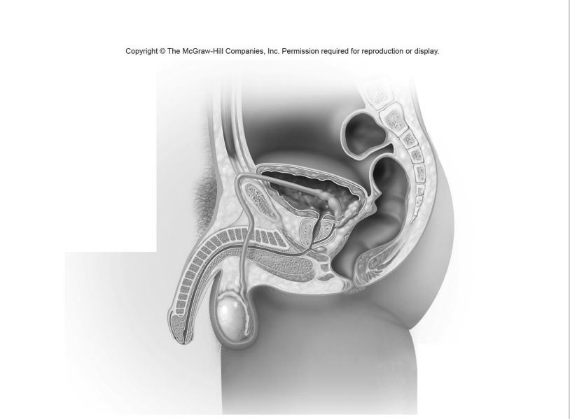 Copyright© The McGraw-Hill Companies, Inc. Permission required for reproduction or display.
