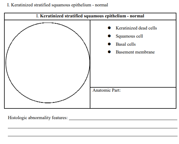 I. Keratinized stratified squamous epithelium - normal
I. Keratinized stratified squamous epithelium - normal
Histologic abnormality features:
• Keratinized dead cells
•
Squamous cell
●
Basal cells
•
Basement membrane
Anatomic Part: