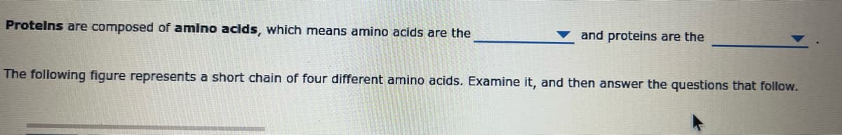 Proteins are composed of amino acids, which means amino acids are the
and proteins are the
The following figure represents a short chain of four different amino acids. Examine it, and then answer the questions that follow.