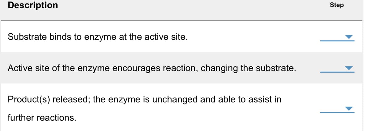 Description
Substrate binds to enzyme at the active site.
Active site of the enzyme encourages reaction, changing the substrate.
Product(s) released; the enzyme is unchanged and able to assist in
further reactions.
Step