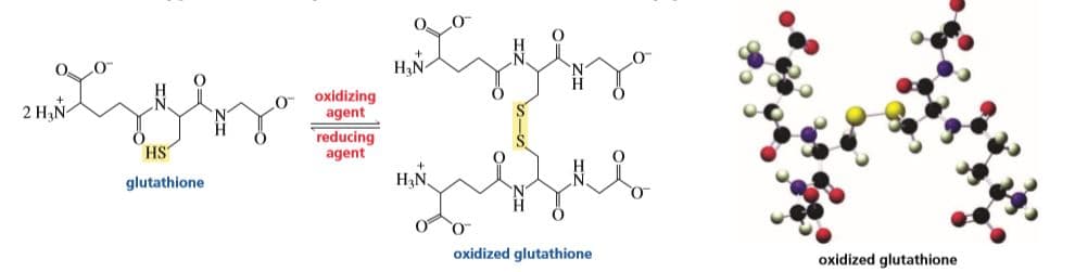O.
НN
2 Н,N-
agent
oxidizing
HS
reducing
agent
glutathione
НN
oxidized glutathione
oxidized glutathione

