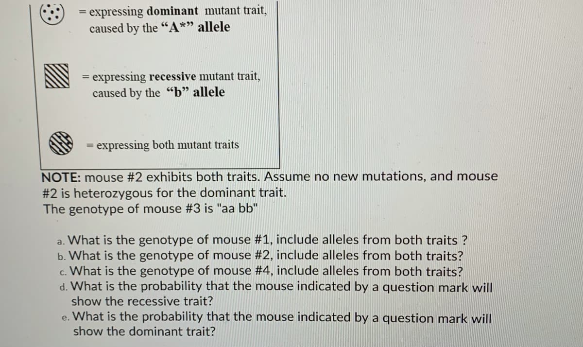expressing dominant mutant trait,
caused by the "A*" allele
= expressing recessive mutant trait,
caused by the "b" allele
%3D
= expressing both mutant traits
NOTE: mouse #2 exhibits both traits. Assume no new mutations, and mouse
#2 is heterozygous for the dominant trait.
The genotype of mouse #3 is "aa bb"
a. What is the genotype of mouse #1, include alleles from both traits ?
b. What is the genotype of mouse #2, include alleles from both traits?
c. What is the genotype of mouse #4, include alleles from both traits?
d. What is the probability that the mouse indicated by a question mark will
show the recessive trait?
e. What is the probability that the mouse indicated by a question mark will
show the dominant trait?
