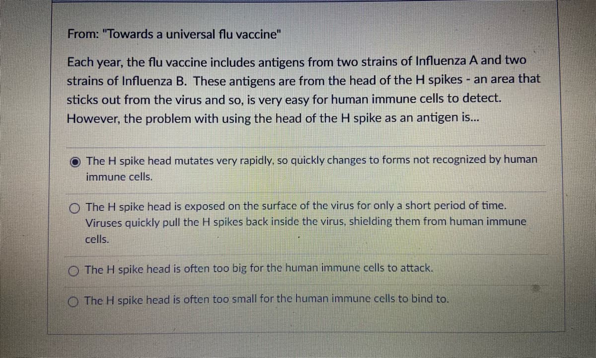 From: "Towards a universal flu vaccine"
Each
year,
the flu vaccine includes antigens from two strains of Influenza A and two
strains of Influenza B. These antigens are from the head of the H spikes an area that
sticks out from the virus and so, is very easy for human immune cells to detect.
However, the problem with using the head of the H spike as an antigen is...
O The H spike head mutates very rapidly, so quickly changes to forms not recognized by human
immune cells.
O The H spike head is exposed on the surface of the virus for only a short period of time.
Viruses quickly pull the H spikes back inside the virus, shiclding them from human immune
cells.
O The H spike head is often too big for the human immune cells to attack.
O The H spike head is often too small for the human immune cells to bind to.
