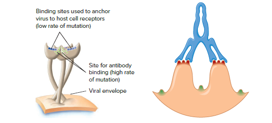 Binding sites used to anchor
virus to host cell receptors
(low rate of mutation)
Site for antibody
binding (high rate
of mutation)
Viral envelope
