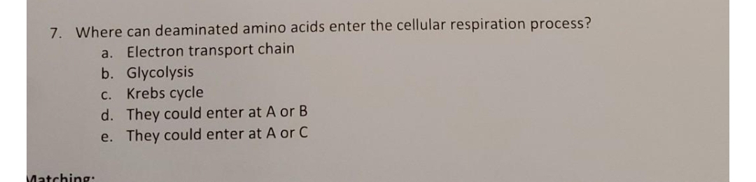 7. Where can deaminated amino acids enter the cellular respiration process?
a. Electron transport chain
b. Glycolysis
C. Krebs cycle
d. They could enter at A or B
e. They could enter at A or C
Matching:
