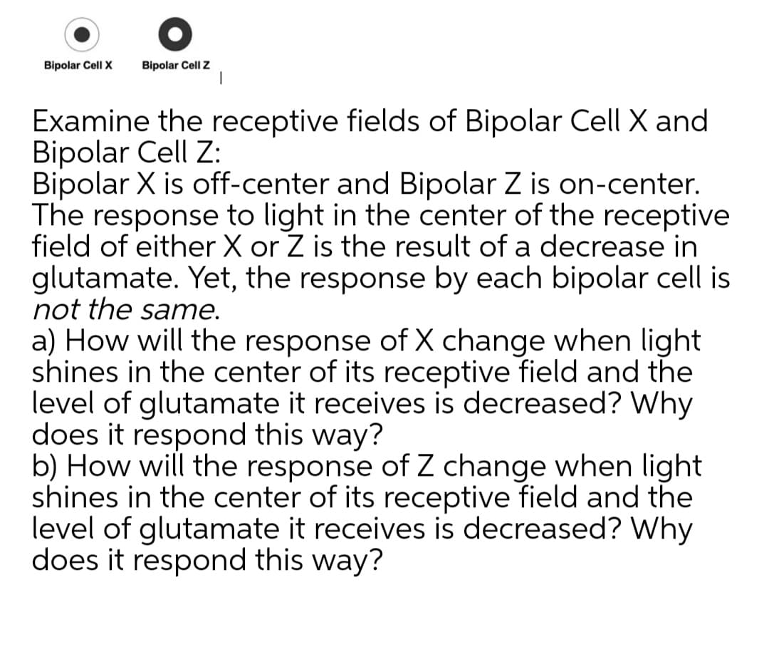 Bipolar Cell Z
|
Bipolar Cell X
Examine the receptive fields of Bipolar Cell X and
Bipolar Cell Z:
Bipolar X is off-center and Bipolar Z is on-center.
The response to light in the center of the receptive
field of either X or Z is the result of a decrease in
glutamate. Yet, the response by each bipolar cell is
not the same.
a) How will the response of X change when light
shines in the center of its receptive field and the
level of glutamate it receives is decreased? Why
does it respond this way?
b) How will the response of Z change when light
shines in the center of its receptive field and the
level of glutamate it receives is decreased? Why
does it respond this way?
