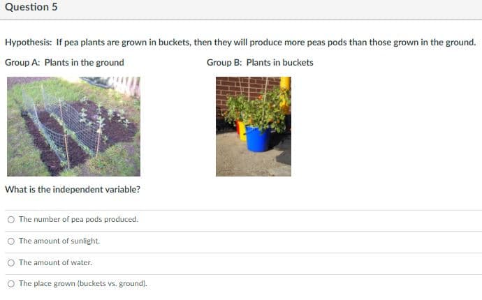 Question 5
Hypothesis: If pea plants are grown in buckets, then they will produce more peas pods than those grown in the ground.
Group A: Plants in the ground
Group B: Plants in buckets
What is the independent variable?
The number of pea pods produced.
O The amount of sunlight.
O The amount of water.
O The place grown (buckets vs. ground).
