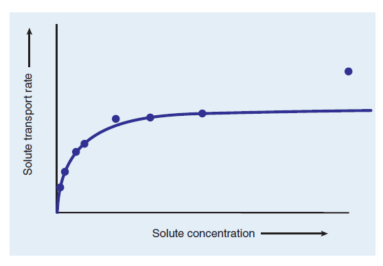 Solute concentration
Solute transport rate
