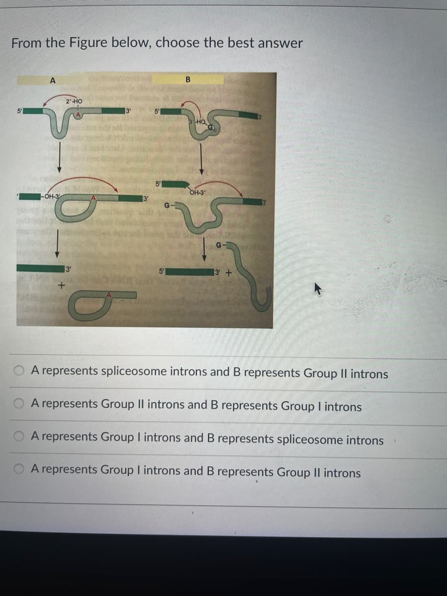 From the Figure below, choose the best answer
2'-HO
5'
OH-3
FOH-3
3'
5'
A represents spliceosome introns and B represents Group Il introns
A represents Group II introns and B represents Group I introns
A represents Group I introns and B represents spliceosome introns
A represents Group I introns and B represents Group II introns
