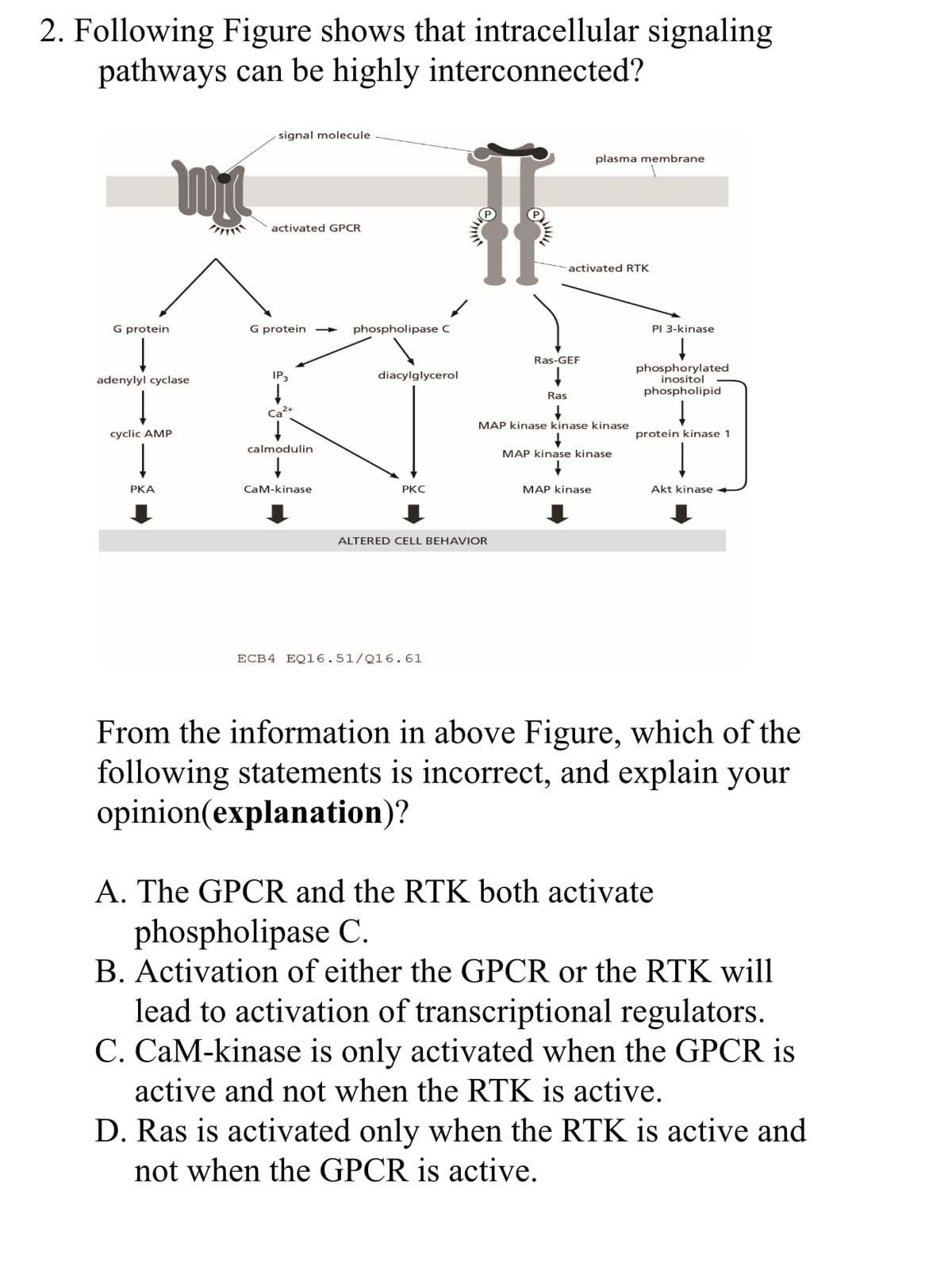 2. Following Figure shows that intracellular signaling
pathways can be highly interconnected?
signal molecule
plasma membrane
activated GPCR
activated RTK
G protein
G protein →
phospholipase C
PI 3-kinase
Ras-GEF
phosphorylated
inositol
phospholipid
adenylyl cyclase
IP3
diacylglycerol
Ras
Ca+
MAP kinase kinase kinase
cyclic AMP
protein kinase 1
calmodulin
MAP kinase kinase
PKA
CaM-kinase
РКС
MAP kinase
Akt kinase
ALTERED CELL BEHAVIOR
ECB4 EQ16.51/Q16.61
From the information in above Figure, which of the
following statements is incorrect, and explain your
opinion(explanation)?
A. The GPCR and the RTK both activate
phospholipase C.
B. Activation of either the GPCR or the RTK will
lead to activation of transcriptional regulators.
C. CaM-kinase is only activated when the GPCR is
active and not when the RTK is active.
D. Ras is activated only when the RTK is active and
not when the GPCR is active.
