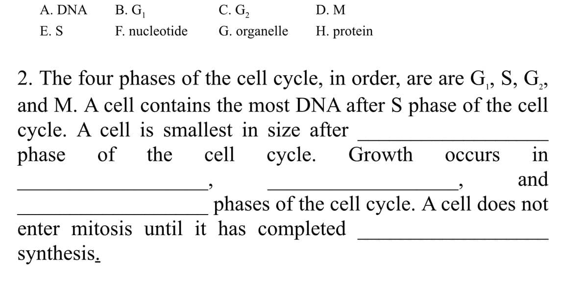 A. DNA
В. G,
С. G,
D. M
E. S
F. nucleotide
G. organelle
H. protein
2. The four phases of the cell cycle, in order, are are G,, S, G,,
and M. A cell contains the most DNA after S phase of the cell
cycle. A cell is smallest in size after
phase
of
the
cell
сycle.
Growth
осcurs
in
and
phases of the cell cycle. A cell does not
enter mitosis until it has completed
synthesis,
