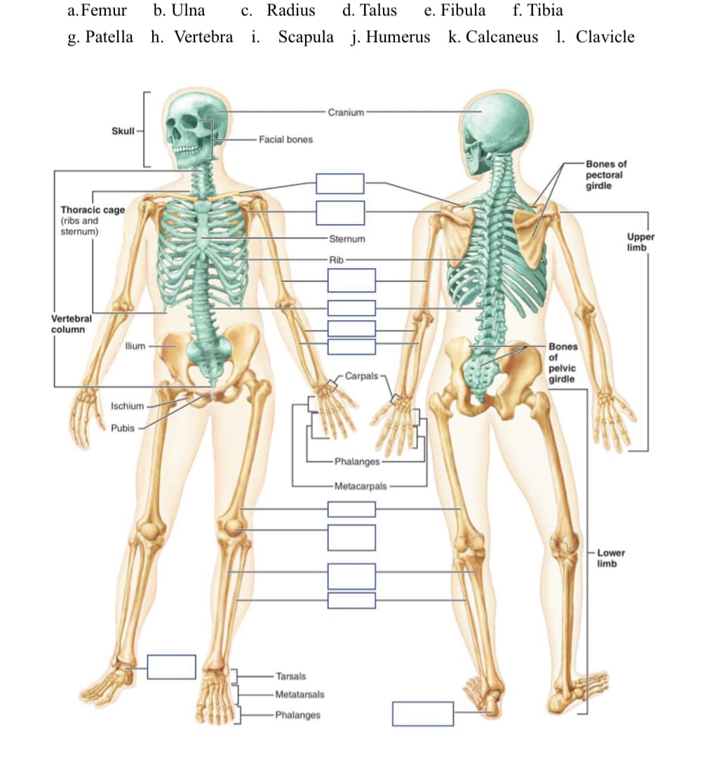 a. Femur
b. Ulna
c. Radius
d. Talus
e. Fibula
f. Tibia
g. Patella h. Vertebra i. Scapula j. Humerus k. Calcaneus
1. Clavicle
Cranium
Skull -
Facial bones
Bones of
pectoral
girdle
Thoracic cage
(ribs and
sternum)
Upper
limb
Sternum
Rib
Vertebral
column
Bones
of
pelvic
girdle
Ilium -
- Carpals
Ischium
Pubis
-Phalanges
-Metacarpals
Lower
limb
Tarsals
- Metatarsals
-Phalanges
