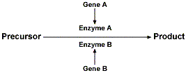Gene A
Enzyme A
Precursor
Product
Enzyme B
Gene B
