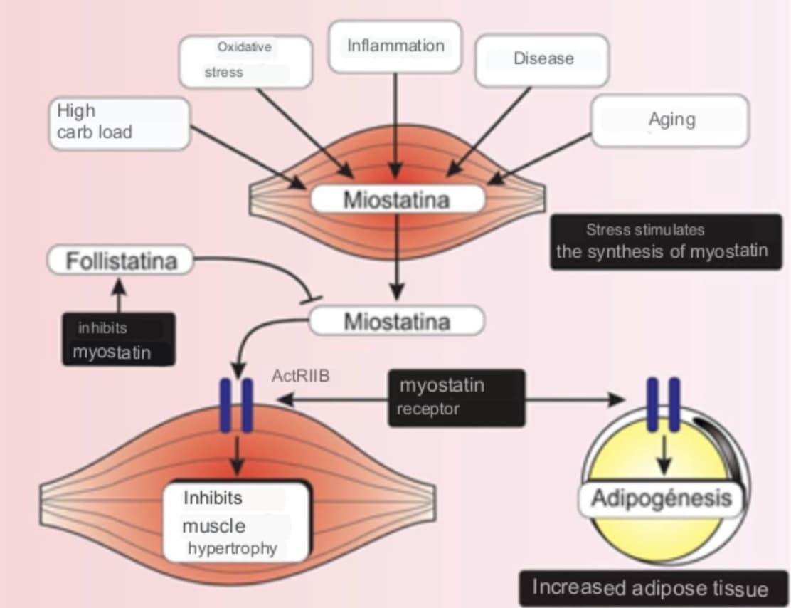 High
carb load
Follistatina
inhibits
myostatin
Oxidative
stress
ActRIIB
Inhibits
muscle
hypertrophy
Inflammation
Miostatina
Miostatina
myostatin
receptor
Disease
Aging
Stress stimulates
the synthesis of myostatin
Adipogénesis
Increased adipose tissue