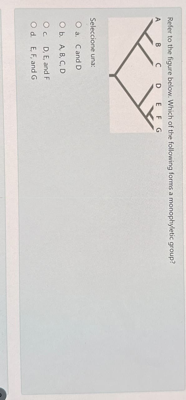 Refer to the figure below. Which of the following forms a monophyletic group?
A
B
C
D E F G
Seleccione una:
O a. Cand D
O b. A, B, C, D
O C.
O d.
D, E, and F
E, F, and G