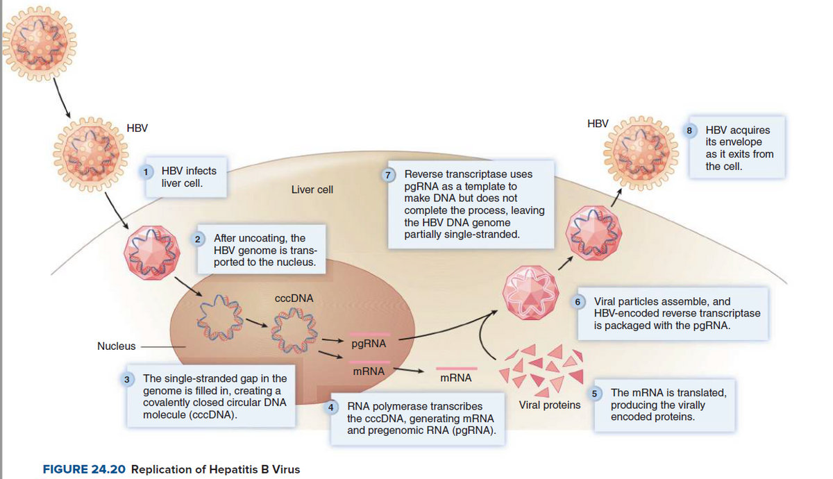 HBV
8 HBV acquires
its envelope
as it exits from
the cell.
HBV
HBV infects
liver cell.
7 Reverse transcriptase uses
pgRNA as a template to
make DNA but does not
Liver cell
complete the process, leaving
the HBV DNA genome
partially single-stranded.
After uncoating, the
HBV genome is trans-
ported to the nucleus.
cccDNA
Viral particles assemble, and
HBV-encoded reverse transcriptase
is packaged with the pgRNA.
Nucleus
pgRNA
MRNA
The single-stranded gap in the
genome is filled in, creating a
covalently closed circular DNA
molecule (cccDNA).
3
MRNA
The mRNA is translated,
producing the virally
encoded proteins.
Viral proteins
4 RNA polymerase transcribes
the cccDNA, generating mRNA
and pregenomic RNA (pgRNA).
FIGURE 24.20 Replication of Hepatitis B Virus
