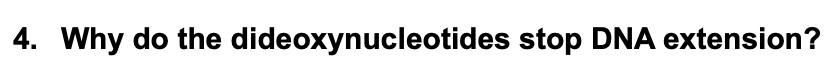 4. Why do the dideoxynucleotides stop DNA extension?
