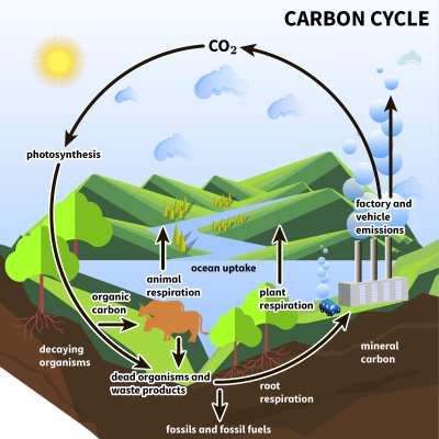 CARBON CYCLE
CO2-
photosynthesis
factory and
vehicle
emissions
ocean uptake
animal
organic respiration
carbon
plant
respiration
mineral
decaying
organisms
carbon
deadorganisms and
wasto products
root
respiration
fossils and fossil fuels
