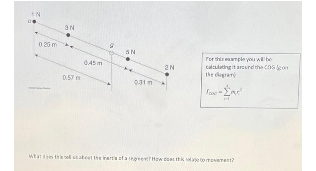 1 N
3 N
0.25 m
5 N
For this example you will be
0.45 m
calculating it around the COG (g on
the diagram)
2N
0.57 m
0.31 m
Icoo=
What does this tell us about the inertia of a segment? How does this relate to movement?
