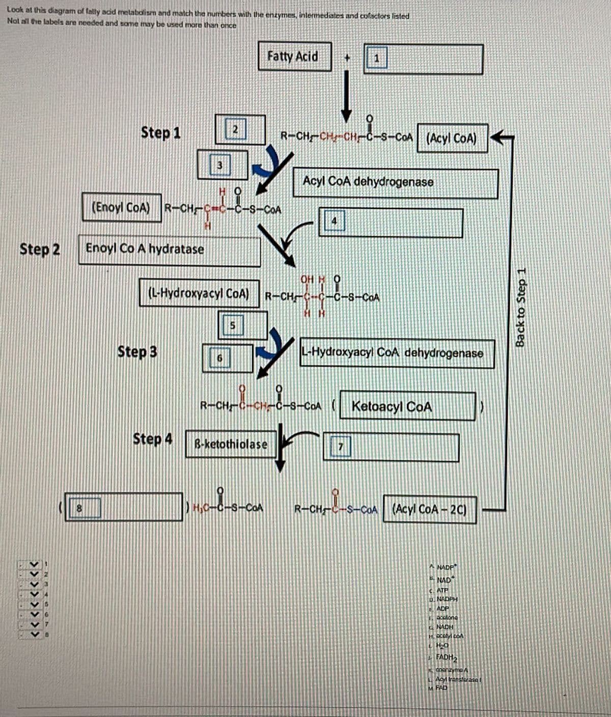 Look at this diagram of fally acid metabolism and malch the numbers wilh the enzymes, inlermediatos and colactors listed
Not all Ghe labels are needed and some may be uzed more than once
Fatty Acid
1
2
Step 1
R-CH-CH,-CH-
S-COA (Acyl CoA)
3
Acyl CoA dehydrogenase
(Enoyl CoA) R-CH C=C-C-S-COA
Step 2
Enoyl Co A hydratase
OH H
(L-Hydroxyacyl CoA)
R-CH C-C-C-8-COA
Step 3
L-Hydroxyacyl COA dehydrogenase
R-CH C-CH-C-s-COA Ketoacyl CoA
Step 4
B-ketothiolase
C-S-COA
R-CH-C-S-CoA (Acyl CoA-2C)
A NADP
E NAD
C. ATP
D. NADPH
t. ADP
t. NADH
FADH2
K. coonzymeA
LAMtransicnaat
M. FAD
>>>> > > > >
Back to Step 1
