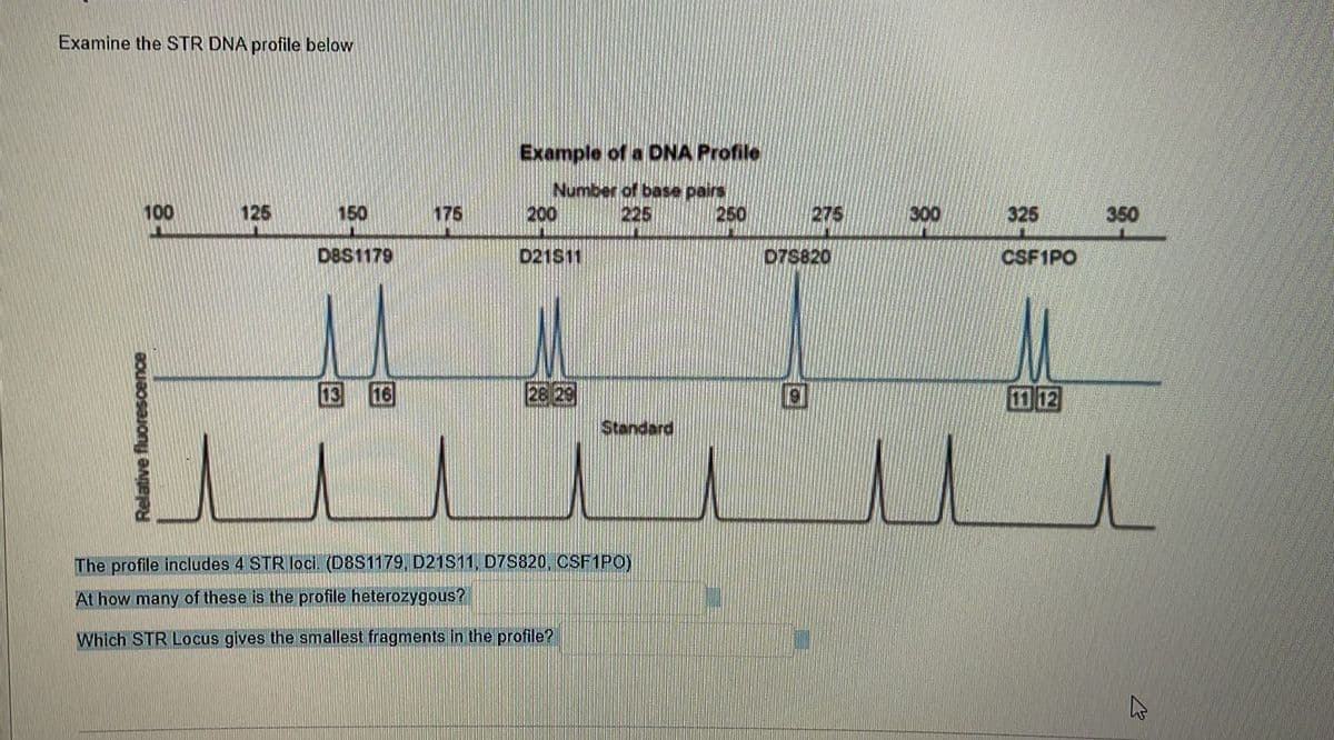 Examine the STR DNA profile below
Example of a DNA Profile
Number of base pairs
225
100
125
150
175
200
250
275
300
325
350
DBS1179
D21S11
078820
CSF1PO
13
16
28 29
12
Standard
The profile includes 4 STR loci. (D8S1179, D21S11, D7S820 OSF1PO)
At how many of these is the profile heterozygous?
Which STR Locus gives the smallest fragments in the profile?
