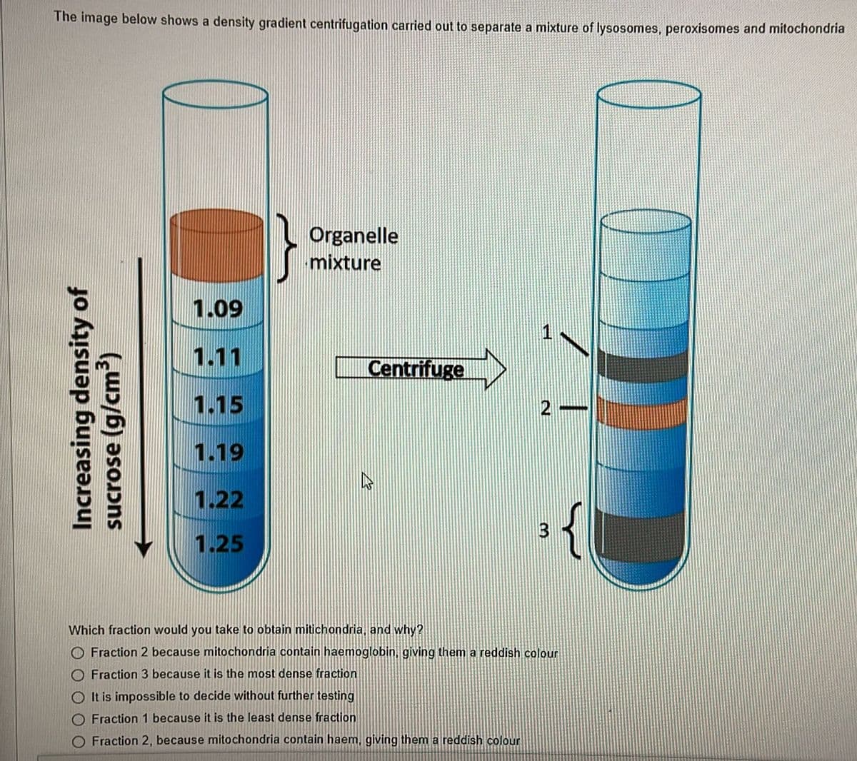 The image below shows a density gradient centrifugation carried out to separate a mixture of lysosomes, peroxisomes and mitochondria
Organelle
mixture
60L
1.11
Centrifuge
1.15
2
1.19
1.22
1.25
Which fraction would you take to obtain mitichondria, and why?
O Fraction 2 because mitochondria contain haemoglobin. giving them a reddish colour
O Fraction 3 because it is the most dense fraction
O It is impossible to decide without further testing
O Fraction 1 because it is the least dense fraction
O Fraction 2, because mitochondria contain haem, giving them a reddish colour
Increasing density of
sucrose (g/cm³)
3.
