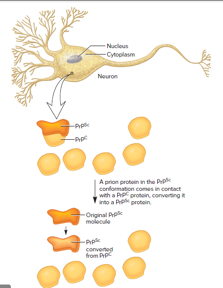 Nucleus
Cytoplasm
Neuron
-PrpSc
-PrpC
A prion protein in the PrpSc
conformation comes in contact
with a PrpC protein, converting it
into a PrpSc protein.
- Original PrpSc
molecule
-PrpSc
converted
from PrpC
