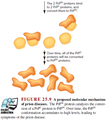 The 2 PrpSc proteins bind
to 2 PrpC proteins, and
convert them to PrpSc
Over time, all of the PrpC
proteins will be converted
to PrpSc proteins.
FIGURE 25.9 A proposed molecular mechanism
of prion diseases. The PrPSc protein catalyzes the conver-
sion of a PrP protein to PrP8*. Over time, the PIPS
conformation accumulates to high levels, leading to
ONLINE
ANIMATION
symptoms of the prion disease.
