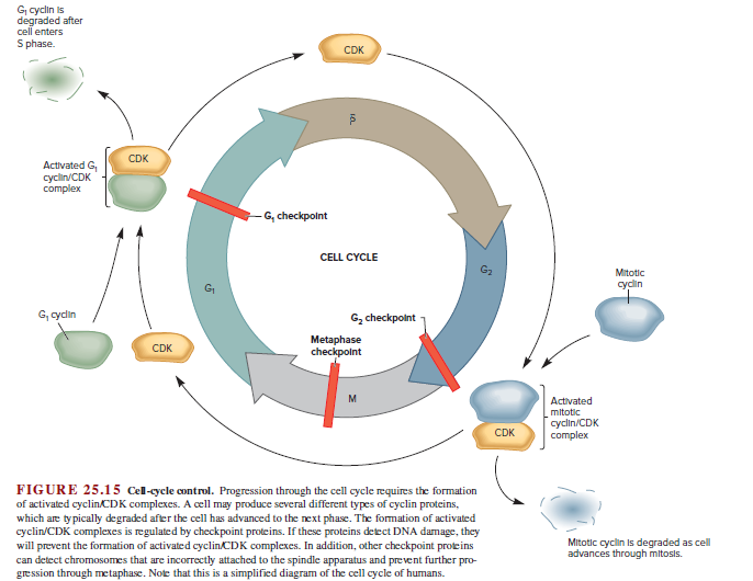 G cyclin is
degraded after
cell enters
S phase.
CDK
CDK
Activated G,
cyclin/CDK
complex
G, checkpolnt
CELL CYCLE
Mitotic
cyclin
G, cyclin
G, checkpolnt
Metaphase
checkpolnt
CDK
Activated
mitotic
cyclin/CDK
complex
CDK
FIGURE 25.15 Cell-cycle control. Progression through the cell cycle requires the formation
of activated cyclinCDK complexes. A cell may produce several different types of cyclin proteins,
which are ty pically degraded after the cell has advanced to the next phase. The formation of activated
cyclin/CDK complexes is regulated by checkpoint proteins. If these proteins detect DNA damage, they
will prevent the formation of activated cyclinCDK complexes. In addition, other checkpoint proteins
can detect chromosomes that are incorrectly attached to the spindle apparatus and prevent further pro-
gression through metaphase. Note that this is a simplified diagram of the cell cycle of humans.
Mitotic cyclin is degraded as cell
advances through mitosis.
