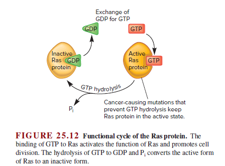 Exchange of
GDP for GTP
GDP
GTP
Inactive
Ras GDP
protein
Active
Ras GTP
protein
GTP hydrolysts
Cancer-causing mutations that
prevent GTP hydrolysis keep
Ras protein in the active state.
FIGURE 25.12 Functional cycke of the Ras protein. The
binding of GTP to Ras activates the function of Ras and promotes cell
division. The hydrolysis of GTP to GDP and P; converts the active form
of Ras to an inactive form.
