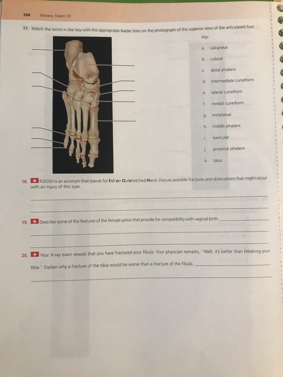 17. Match the terms in the key with the appropriate leader lines on the photograph of the superior view of the articulated foot.
164
Review Sheet 10
Key:
a.
calcaneus
b.
cuboid
C.
distal phalanx
d.
intermediate cuneiform
e.
lateral cuneiform
f.
medial cuneiform
metatarsal
h.
middle phalanx
i.
navicular
proximal phalanx
k.
talus
18. + FOOSH is an acronym that stands for Fall on Outstretched Hand. Discuss possible fractures and dislocations that might occur
with an injury of this type.
19. + Describe some of the features of the female pelvis that provide for compatibility with vaginal birth.
20.
+ Your X-ray exam reveals that you have fractured your fibula. Your physician remarks, "Well, it's better than breaking your
tibia." Explain why a fracture of the tibia would be worse than a fracture of the fibula.
