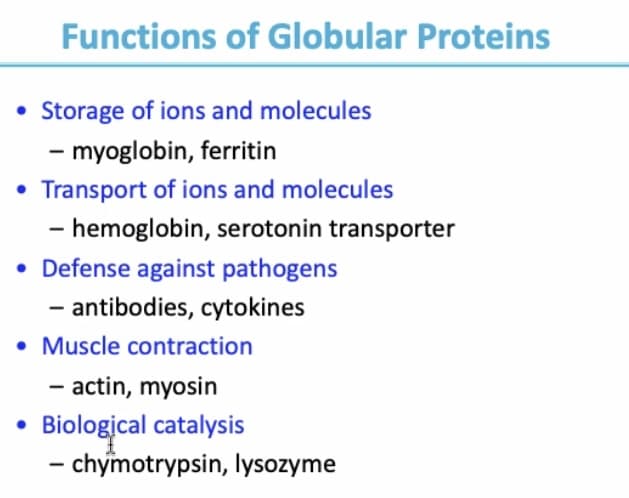 Functions of Globular Proteins
• Storage of ions and molecules
- myoglobin, ferritin
• Transport of ions and molecules
- hemoglobin, serotonin transporter
• Defense against pathogens
- antibodies, cytokines
• Muscle contraction
- actin, myosin
Biological catalysis
- chymotrypsin, lysozyme