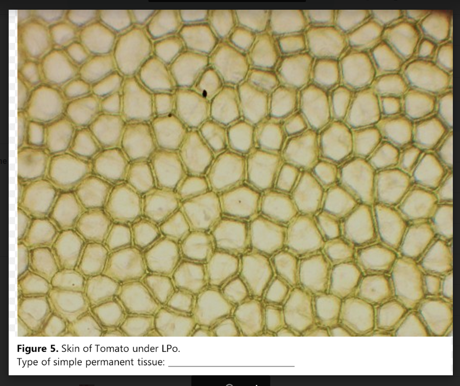 Figure 5. Skin of Tomato under LPo.
Type of simple permanent tissue: