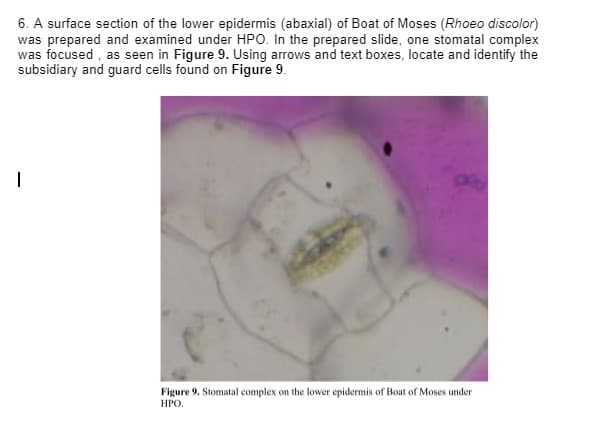 6. A surface section of the lower epidermis (abaxial) of Boat of Moses (Rhoeo discolor)
was prepared and examined under HPO. In the prepared slide, one stomatal complex
was focused, as seen in Figure 9. Using arrows and text boxes, locate and identify the
subsidiary and guard cells found on Figure 9.
I
Figure 9. Stomatal complex on the lower epidermis of Boat of Moses under
HPO.