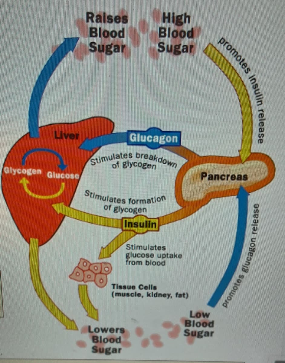 Stimulates breakdown
Raises
Blood
Sugar
High
Blood
Sugar
Liver
Glucagon
of glycogen
Glycogen Glucose
Pancreas
Stimulates formation
of glycogen
Insulin
Stimulates
glucose uptake
from blood
Tissue Cells
(muscle, kldney, fat)
Low
Blood
Sugar
Lowers
Blood
Sugar
promotes
insulin release
glucagon release
