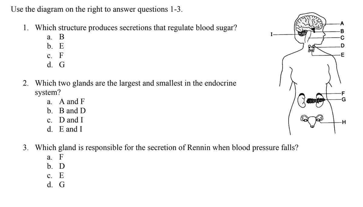 Use the diagram on the right to answer questions 1-3.
1. Which structure produces secretions that regulate blood sugar?
a. B
b. E
c. F
d. G
2. Which two glands are the largest and smallest in the endocrine
system?
a. A and F
b. Band D
c. D and I
d. E and I
I
3. Which gland is responsible for the secretion of Rennin when blood pressure falls?
a. F
b. D
c. E
d. G
-A
BCD E
-H