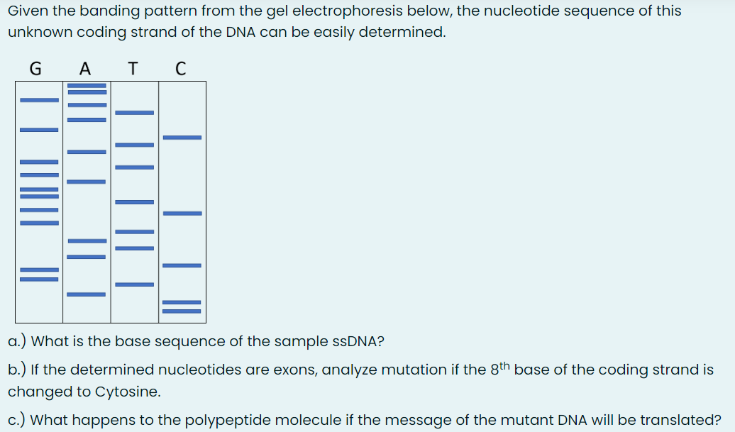 Given the banding pattern from the gel electrophoresis below, the nucleotide sequence of this
unknown coding strand of the DNA can be easily determined.
с
GA
т
| | ||||||
||||| || || |
| || | || |
| | ||
||
a.) What is the base
sequence of the sample ssDNA?
b.) If the determined nucleotides are exons, analyze mutation if the 8th base of the coding strand is
changed to Cytosine.
c.) What happens to the polypeptide molecule if the message of the mutant DNA will be translated?