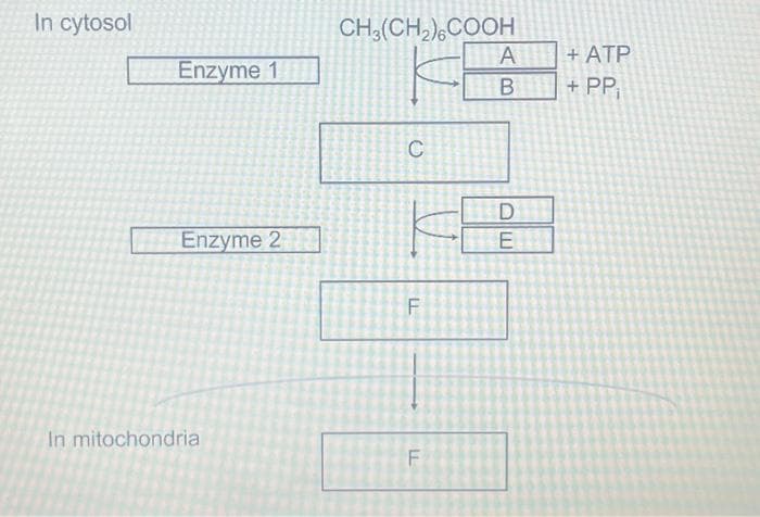 In cytosol
Enzyme 1
Enzyme 2
In mitochondria
CH3(CH₂)6COOH
C
n
F
F
A
B
D
E
+ATP
+ PP₁