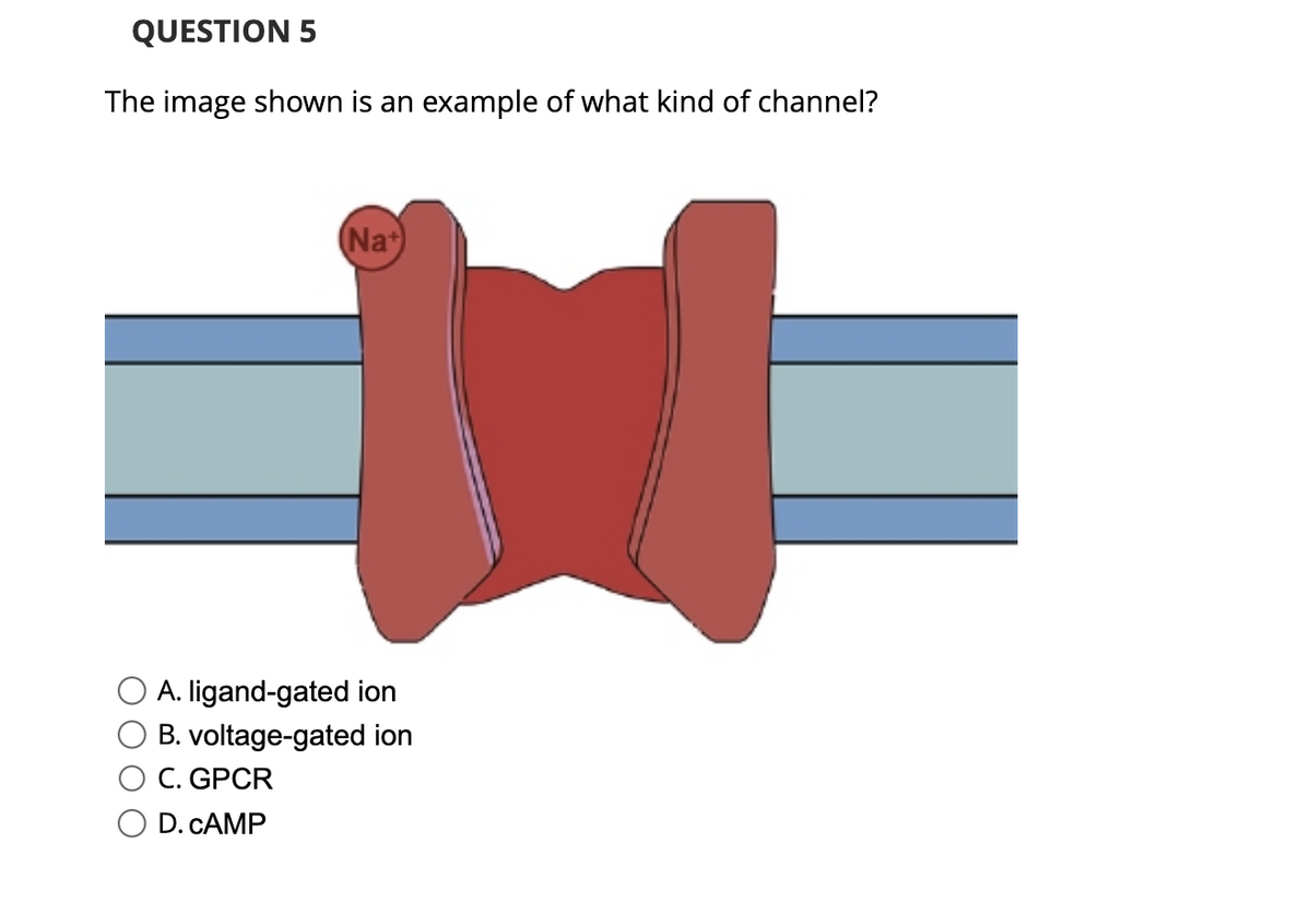 QUESTION 5
The image shown is an example of what kind of channel?
Nat
A. ligand-gated ion
B. voltage-gated ion
C. GPCR
D. CAMP