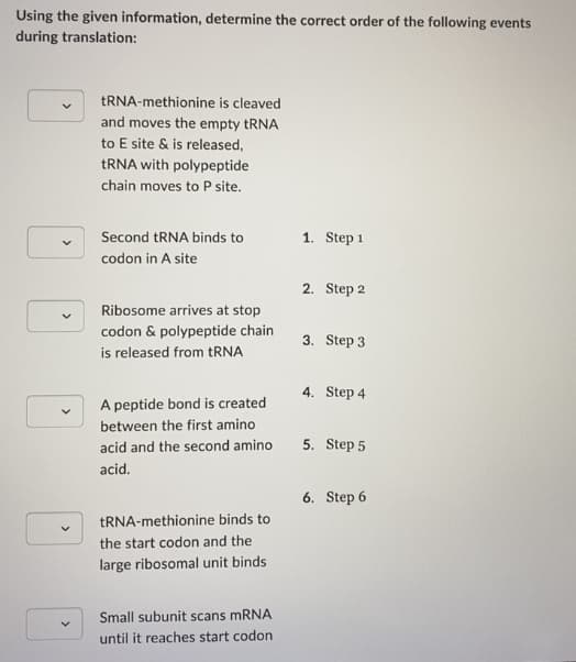 Using the given information, determine the correct order of the following events
during translation:
TRNA-methionine is cleaved
and moves the empty tRNA
to E site & is released,
TRNA with polypeptide
chain moves to P site.
Second tRNA binds to
1. Step 1
codon in A site
2. Step 2
Ribosome arrives at stop
codon & polypeptide chain
is released from TRNA
3. Step 3
4. Step 4
A peptide bond is created
between the first amino
acid and the second amino
5. Step 5
acid.
6. Step 6
TRNA-methionine binds to
the start codon and the
large ribosomal unit binds
Small subunit scans MRNA
until it reaches start codon
