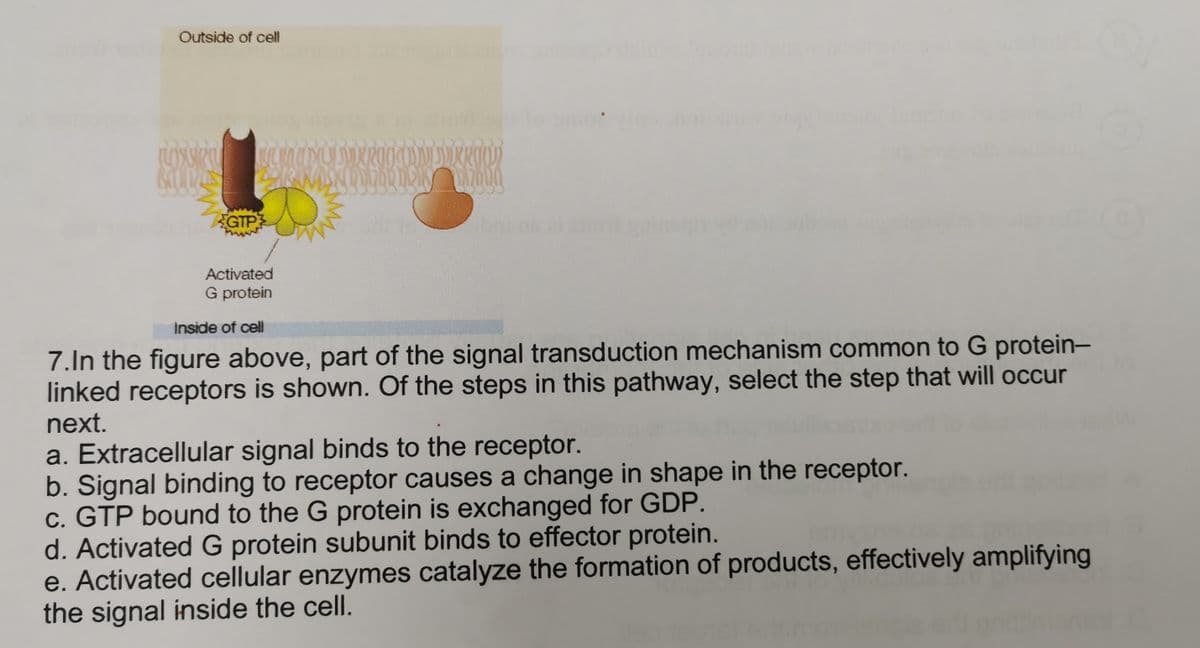 Outside of cell
not
GTP
Activated
G protein
Inside of cell
7.In the figure above, part of the signal transduction mechanism common to G protein-
linked receptors is shown. Of the steps in this pathway, select the step that will occur
next.
a. Extracellular signal binds to the receptor.
b. Signal binding to receptor causes a change in shape in the receptor.
c. GTP bound to the G protein is exchanged for GDP.
d. Activated G protein subunit binds to effector protein.
e. Activated cellular enzymes catalyze the formation of products, effectively amplifying
the signal inside the cell.
