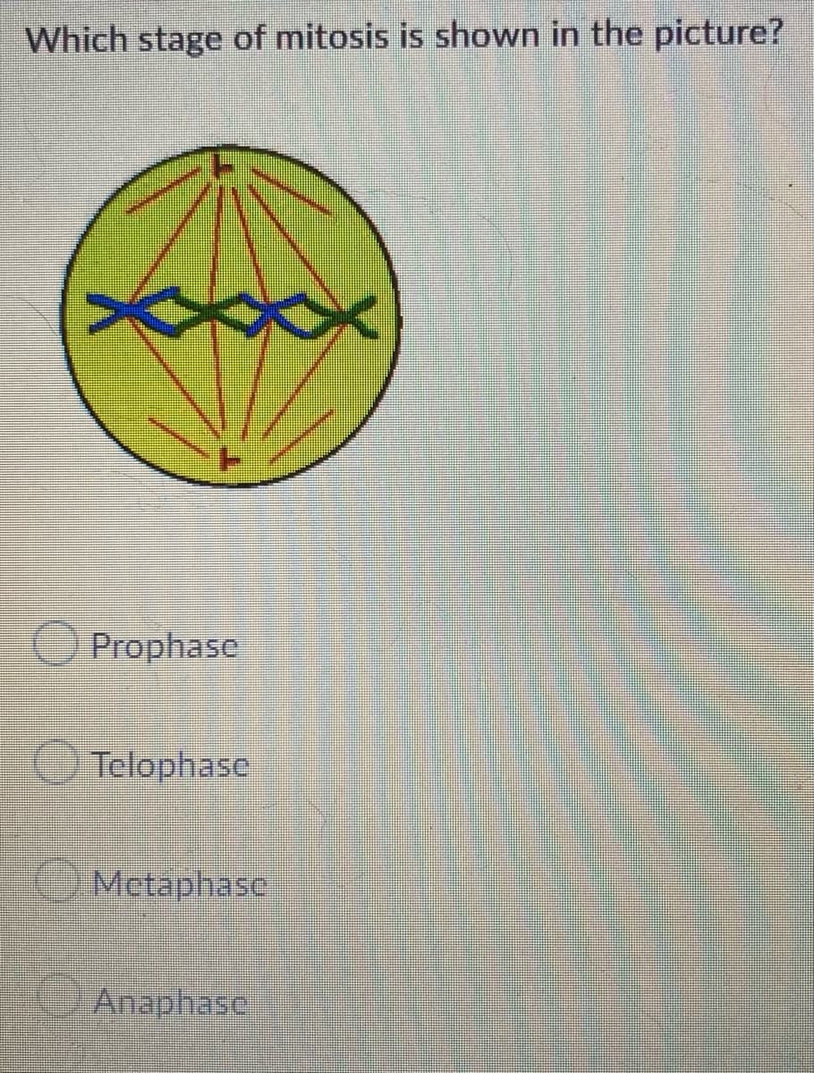 Which stage of mitosis is shown in the picture?
Prophase
Telophase
Metaphase
Anaphase
