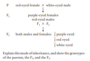 P.
red-eyed female x white-eyed male
purple-eyed females
red-eyed males
F, x F,
F,
F;
both males and females: purple eyed
red eyed
white eyed
Explain this mode of inheritance, and show the genotypes
of the parents, the F, and the F2.
