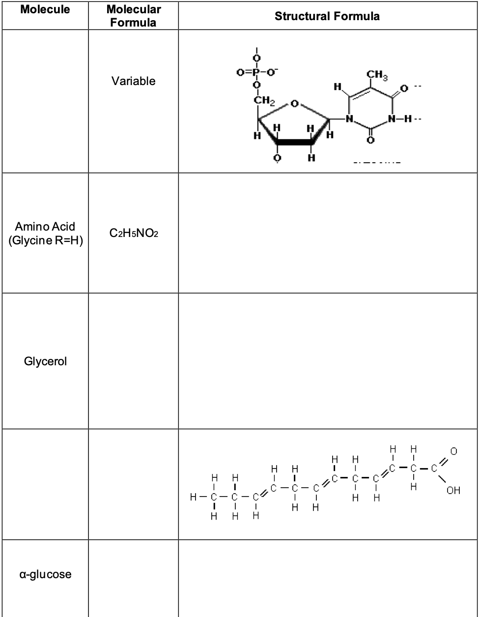 Molecule
Amino Acid
(Glycine R=H)
Glycerol
a-glucose
Molecular
Formula
Variable
C2H5NO2
Structural Formula
H
CH₂
H
H H
I
I
H-C-C
I
I
I
H H H
H
I
H
I
H
H
L
H
I
H
H
CH3
0
N-H--
H H
Ite
H
OH
H H
H H
I
C